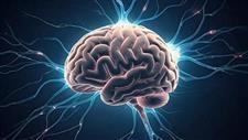 More Evidence That High Iron in the Brain Promotes Alzheimer's