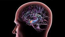 nad reverses alzheimers progression