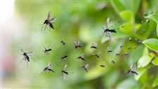 google debug mosquitoes release