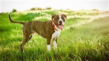summer heat dangers dogs