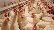 industrial chicken campylobacter