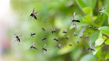 google debug mosquitoes release