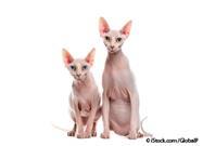 hairless cats