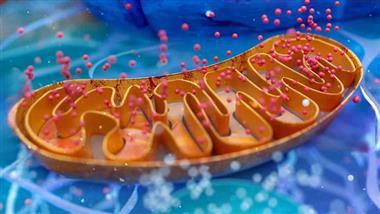 how mitochondria help fight infections