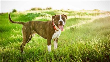 summer heat dangers dogs