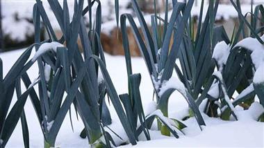 best crops cold frames hoop houses winter