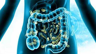gut microbiome imbalances