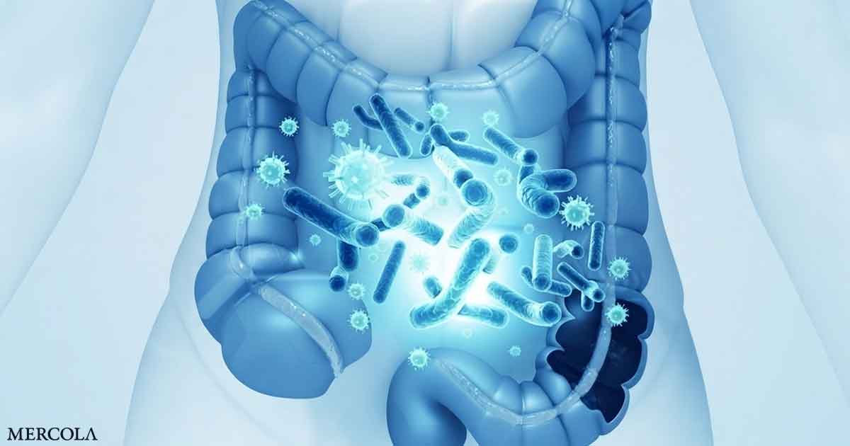 Why We Started with Your Gut