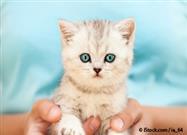 kitty owner