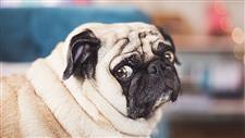 dog weight loss tips