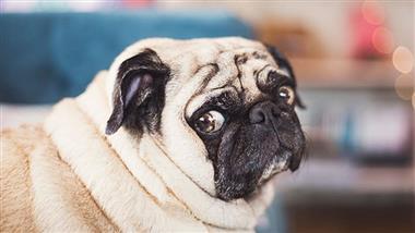 dog weight loss tips