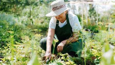 garden therapy