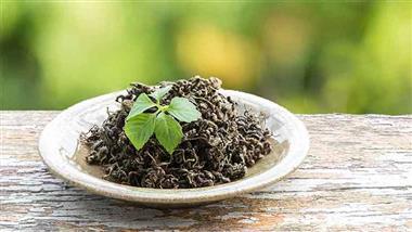 jiaogulan immortality herb