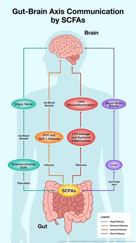 gut brain axis communication scfas