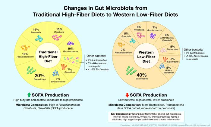 how gut bacteria scfa levels change