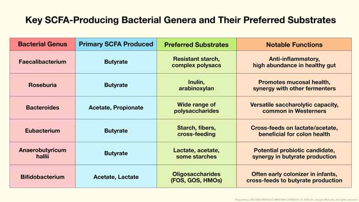 key scfa producing bacterial genera