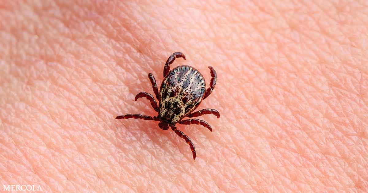 How Ticks Cause Disease Without You Knowing
