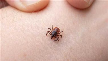 tick borne infections chronic fatigue