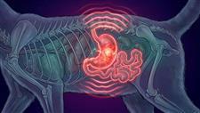 gut health tips for dogs