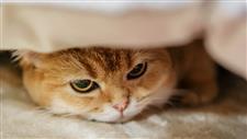 how to reduce stress in cats