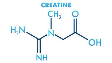 creatine and cardiovascular health