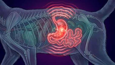 gut health tips for dogs
