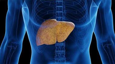 mitochondrial roots of fatty liver