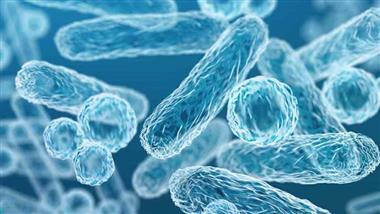 prebiotics probiotics postbiotics differences