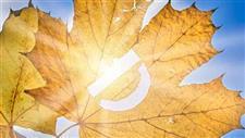 How to Get Vitamin D in Fall and Upcoming Winter