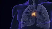 thymus thymulin aging inflammation
