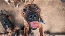 adopting a shelter dog