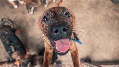 adopting a shelter dog