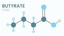 butyrate metabolic powerhouse