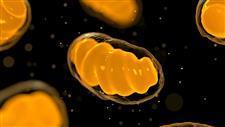 mitochondrial dysfunction