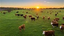 How, Cow, Plants, and Biology Can Heal the Land