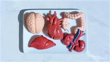 organ donation investigation safety failures