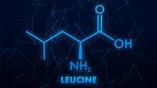how leucine supercharges cellular energy