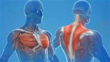 chest and back muscles heart attack