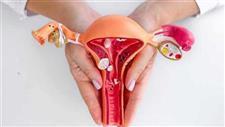 Ovaries Appear to Develop a Second Role After Menopause
