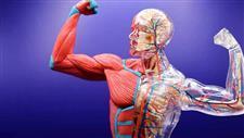 muscle health type 2 diabetes risk body composition