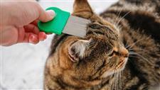 pet flea tick prevention
