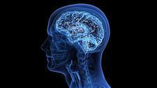 brain waste clearance arachnoid fenestrations