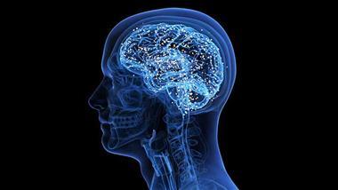 brain waste clearance arachnoid fenestrations