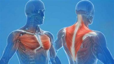 chest and back muscles heart attack