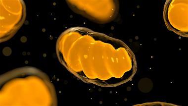 mitochondrial dysfunction