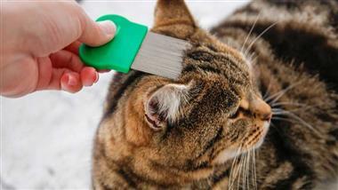 pet flea tick prevention