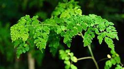 moringa oleifera leaves