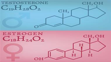 testosterone and estrogen