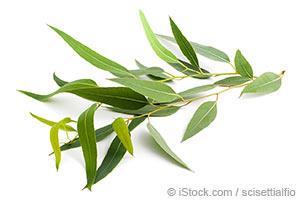 What Are the Benefits and Uses of Eucalyptus?