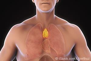 thymus-gland.jpg